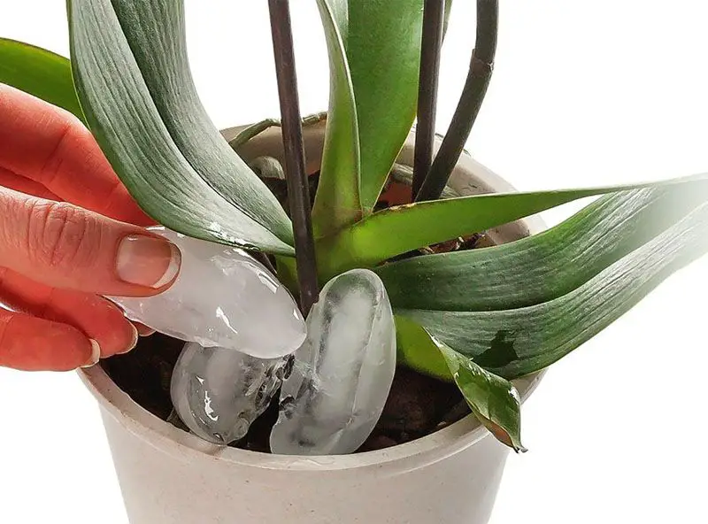 ¿Cómo regar las orquídeas cuando hace calor? – Mis Consejos Jardinería
