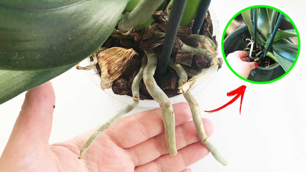 como-regar-las-orquideas-verano