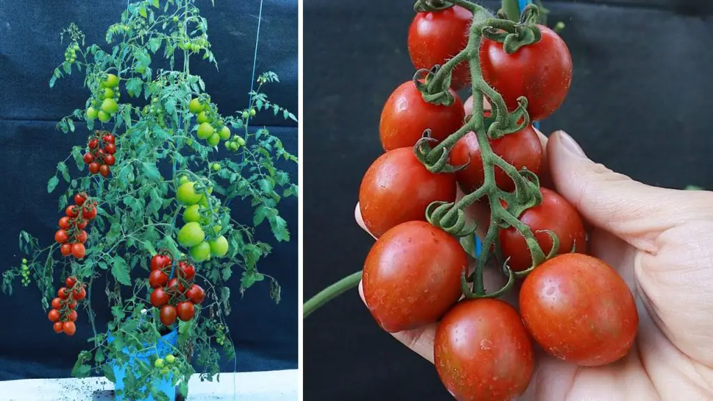 ¿Cómo tener tomates el doble de grandes y jugosos? El secreto está en esta agua fácil de preparar – Mis Consejos Jardinería