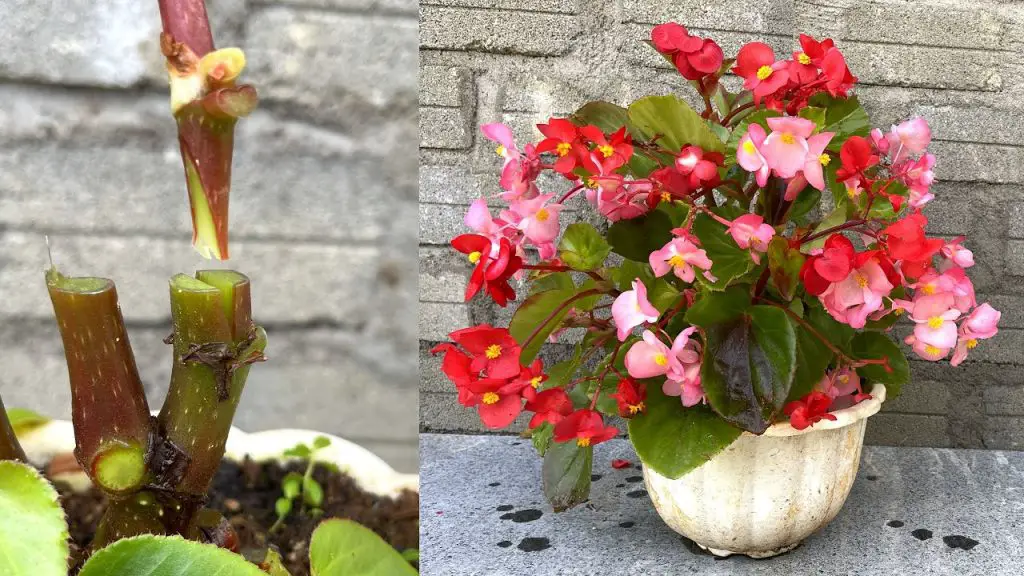 ¿Cómo tomar esquejes de un geranio? ¡Una guía práctica para el buen cuidado de las flores! – Mis Consejos Jardinería