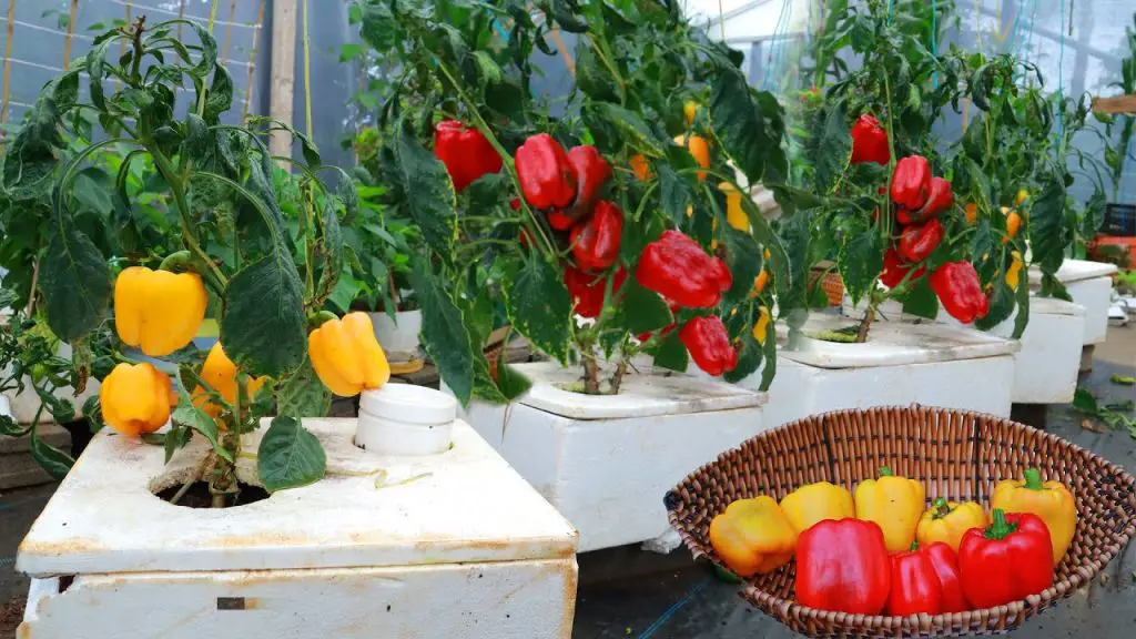 ¿Conoces la diferencia entre pimientos verdes, rojos, y amarillos? El detalle que lo cambia todo – Mis Consejos Jardinería
