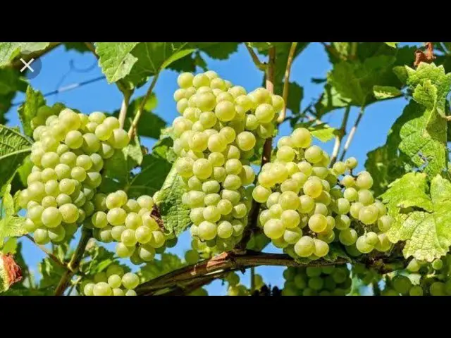 ¿Cuáles son los beneficios de la cura de la uva y qué enfermedades puede tratar? – Mis Consejos Jardinería