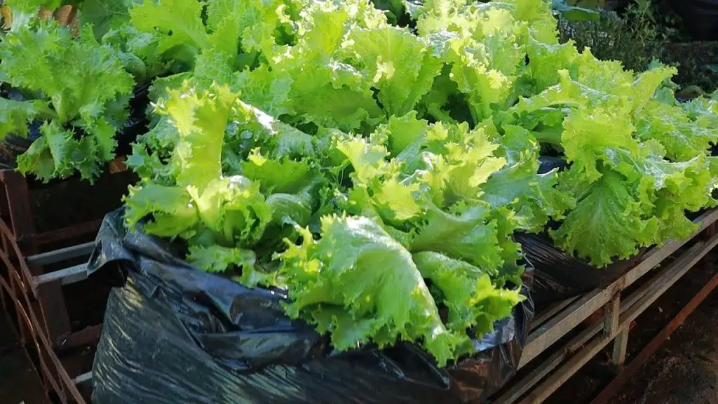 ¿Cuándo y cómo sembrar lechugas de primavera para una cosecha sana y abundante? – Mis Consejos Jardinería
