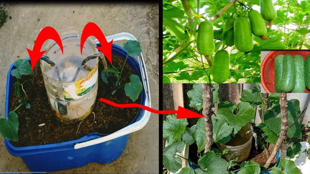 ¿Dónde plantar calabacines para estimular su crecimiento? ¡Sigue nuestros sencillos consejos! – Mis Consejos Jardinería