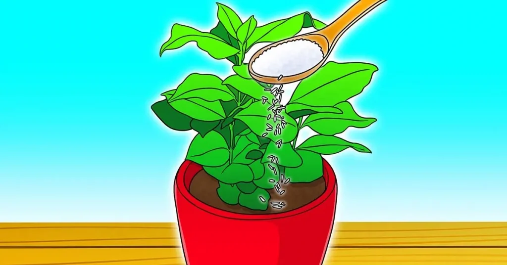 ¿Por qué deberías plantar arroz en tus macetas? El truco de los floristas para saber – Mis Consejos Jardinería
