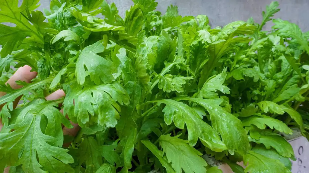 ¿Por qué es importante conocer las plantas acompañantes que estimulan la buena cosecha de hortalizas? – Mis Consejos Jardinería