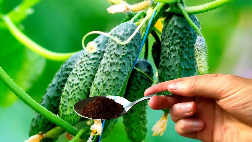 ¿Por qué es necesario verter los posos de café en tus plantas? 6 razones ￼ – Mis Consejos Jardinería