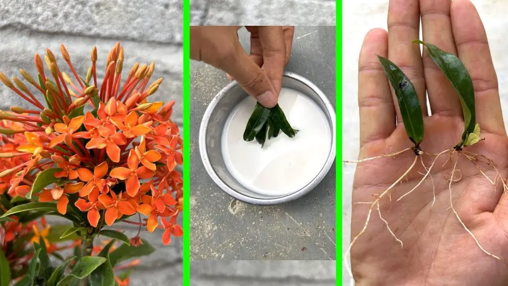¿Por qué regar las plantas con leche? Todos los beneficios de esta milenaria técnica agrícola – Mis Consejos Jardinería