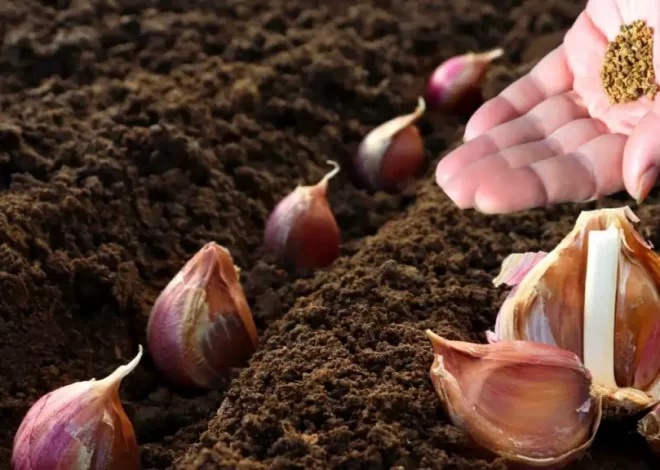 ¿Por qué se debe plantar un diente de ajo en una maceta? El truco de los jardineros – Mis Consejos Jardinería