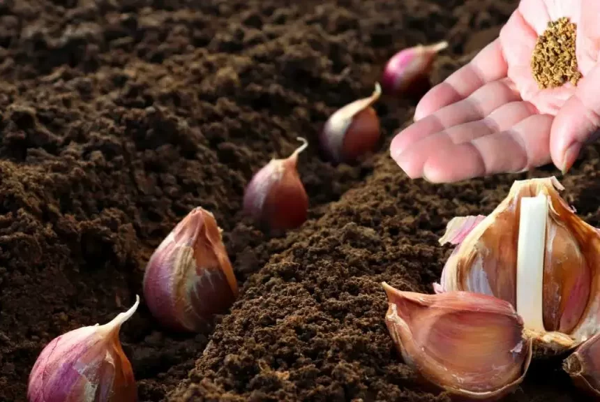 ¿Por qué se debe plantar un diente de ajo en una maceta? El truco de los jardineros – Mis Consejos Jardinería
