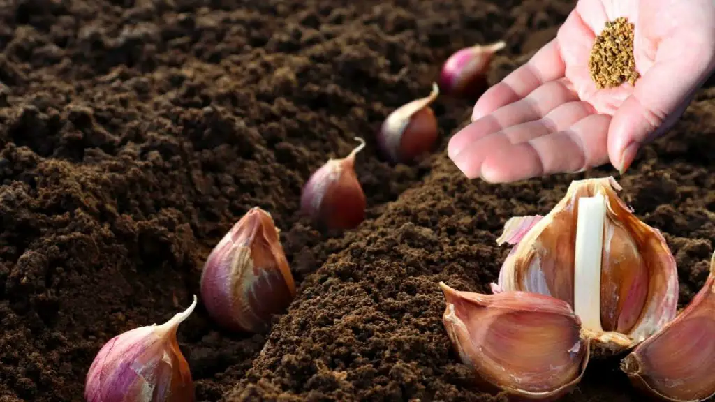 ¿Por qué se debe plantar un diente de ajo en una maceta? El truco de los jardineros – Mis Consejos Jardinería
