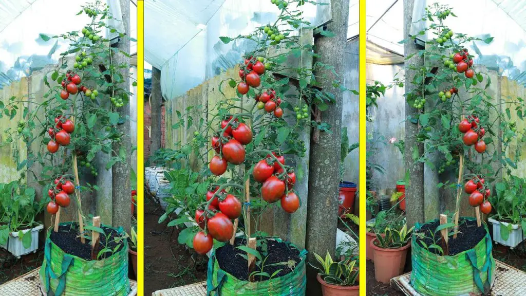 ¿Qué plantar con tomates para que florezcan y sean sabrosos? – Mis Consejos Jardinería