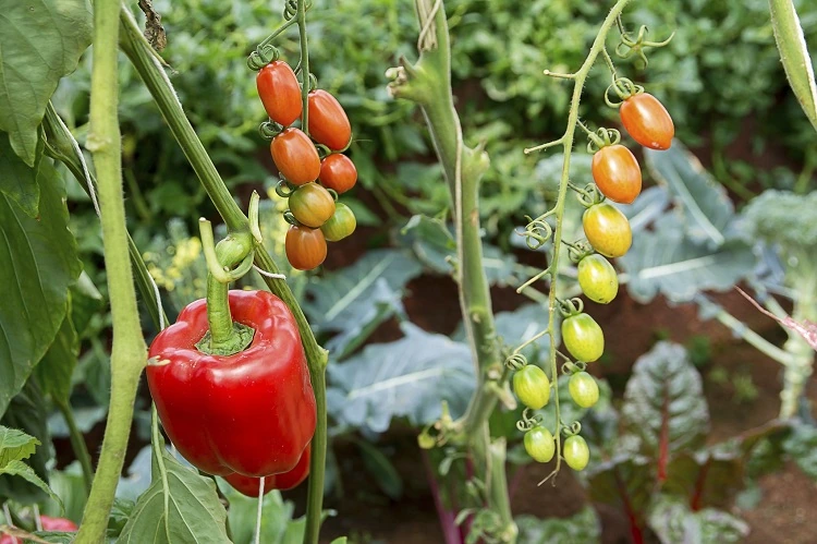 plantas compañeras de tomate