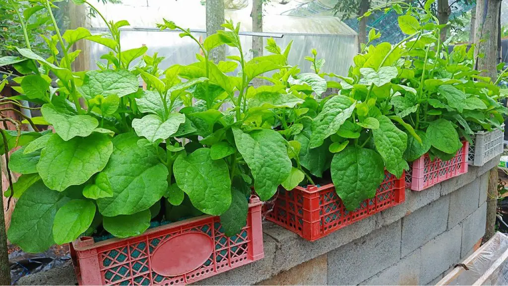 ¿Qué plantar en agosto? ¡Céntrate en las verduras y flores estrella de la temporada! – Mis Consejos Jardinería