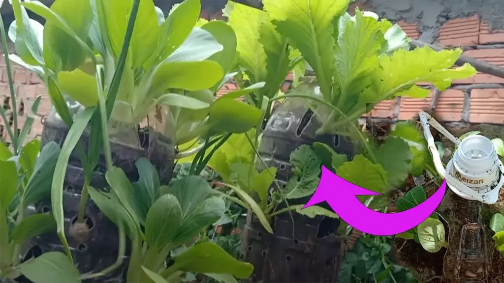 ¿Qué verduras no necesitan agua? 5 para crecer sin regar! – Mis Consejos Jardinería