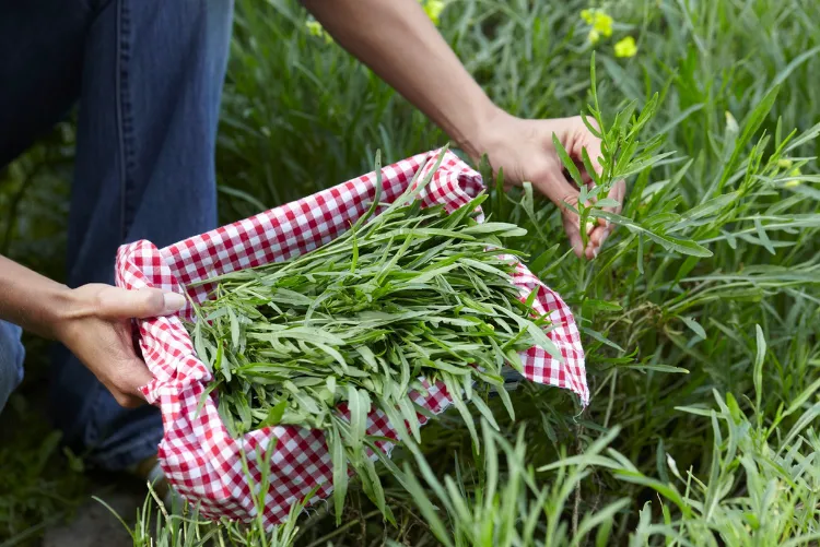 cuales son las verduras que no necesitan agua 2022