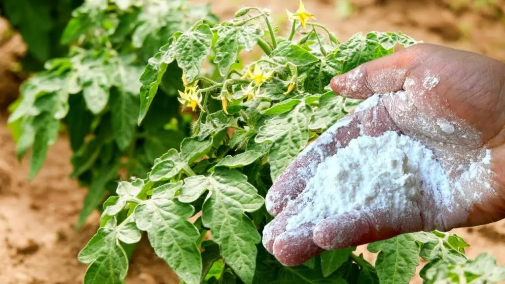 ¿Y si tus plantas se beneficiaran de un abono gratuito rico en potasio natural? – Mis Consejos Jardinería